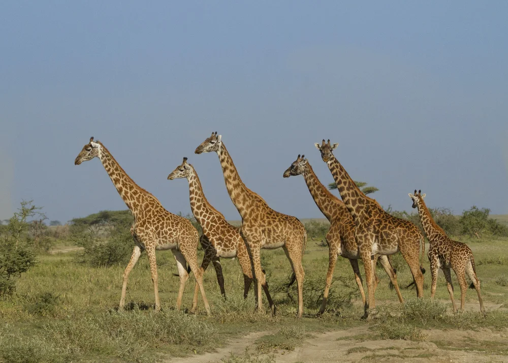 Do Big Cats Hunt In Packs Do Big Cats Hunt In Packs