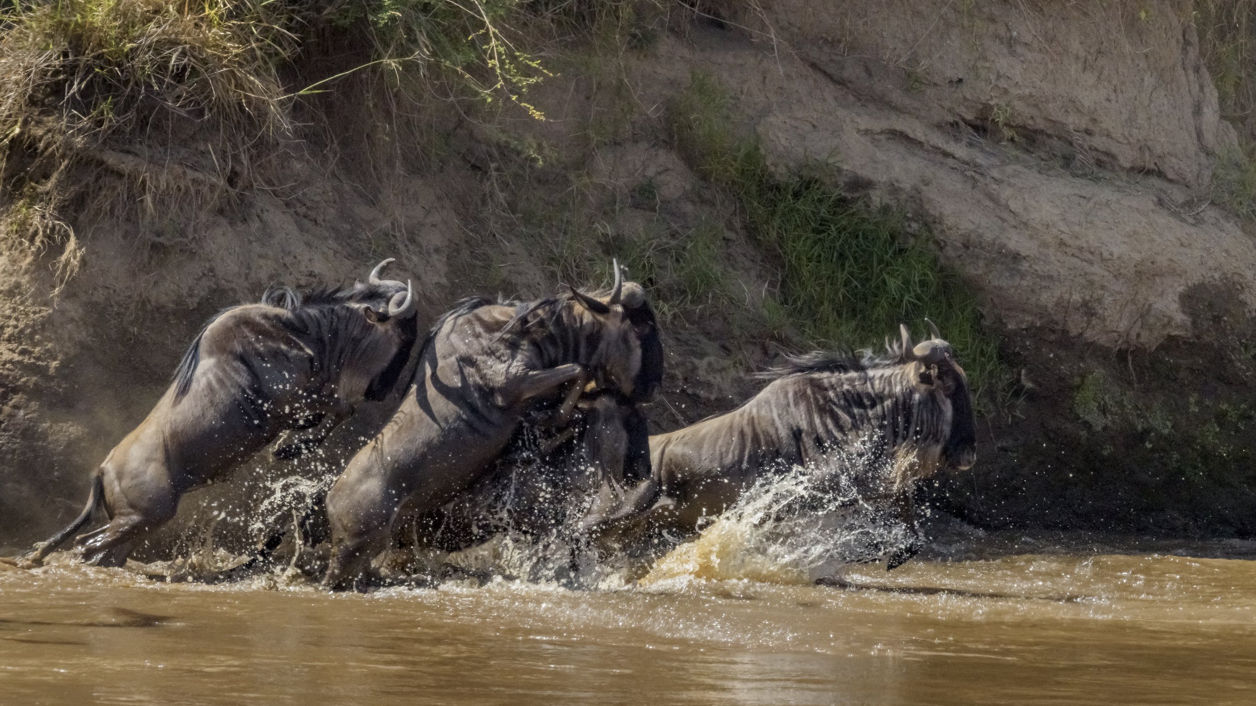 Masai Mara 9-17 Aug_2016_10404.jpg