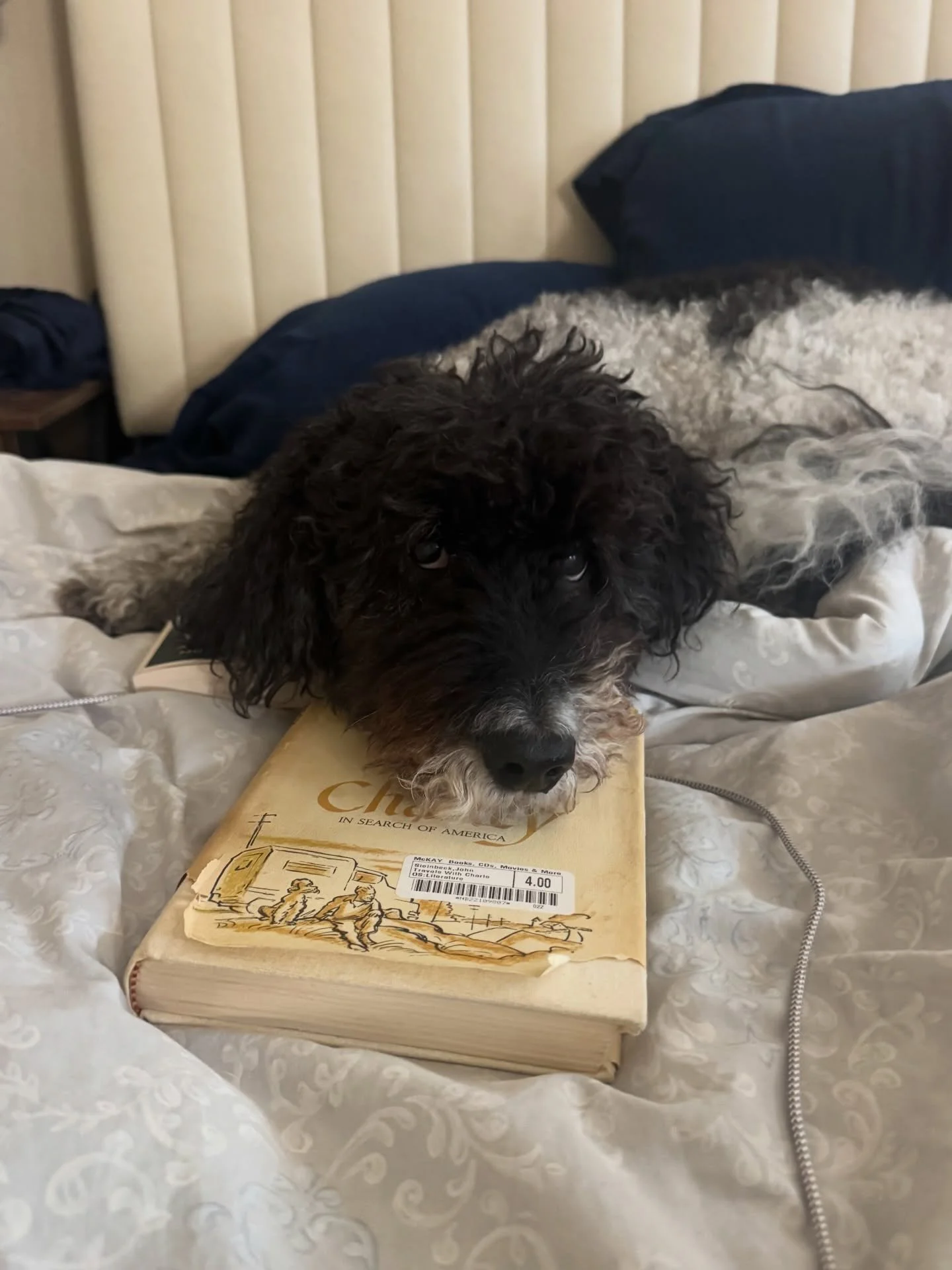 &ldquo;If manners maketh the man, then manner and grooming maketh the poodle.&rdquo; - Steinbeck