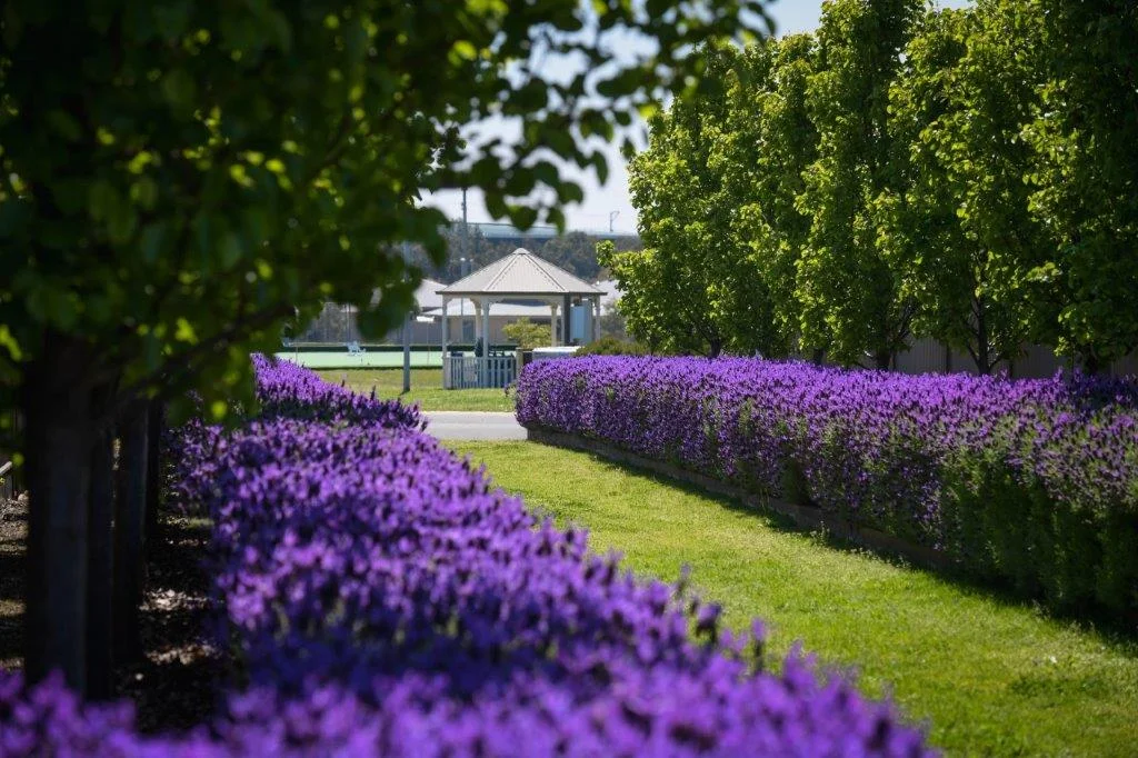 Lavender Lane.jpg