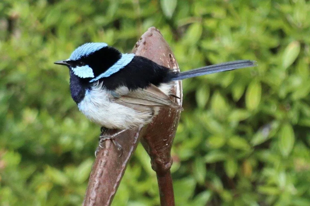 Birdlife at Kithbrooke Park