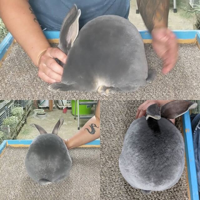 10 week old Hoppy Days' Prague 
A 360 for record since this doe will also likely never show
.
.
.
.
.
.
.
.
.
.
#rex #rexrabbit #showrabbit #babies #bunnies #toocute #bunnyfanclubs #rabbitaddict #bunny #rabbit #bunnyaddict #rabbitlover #bunnylove #fa