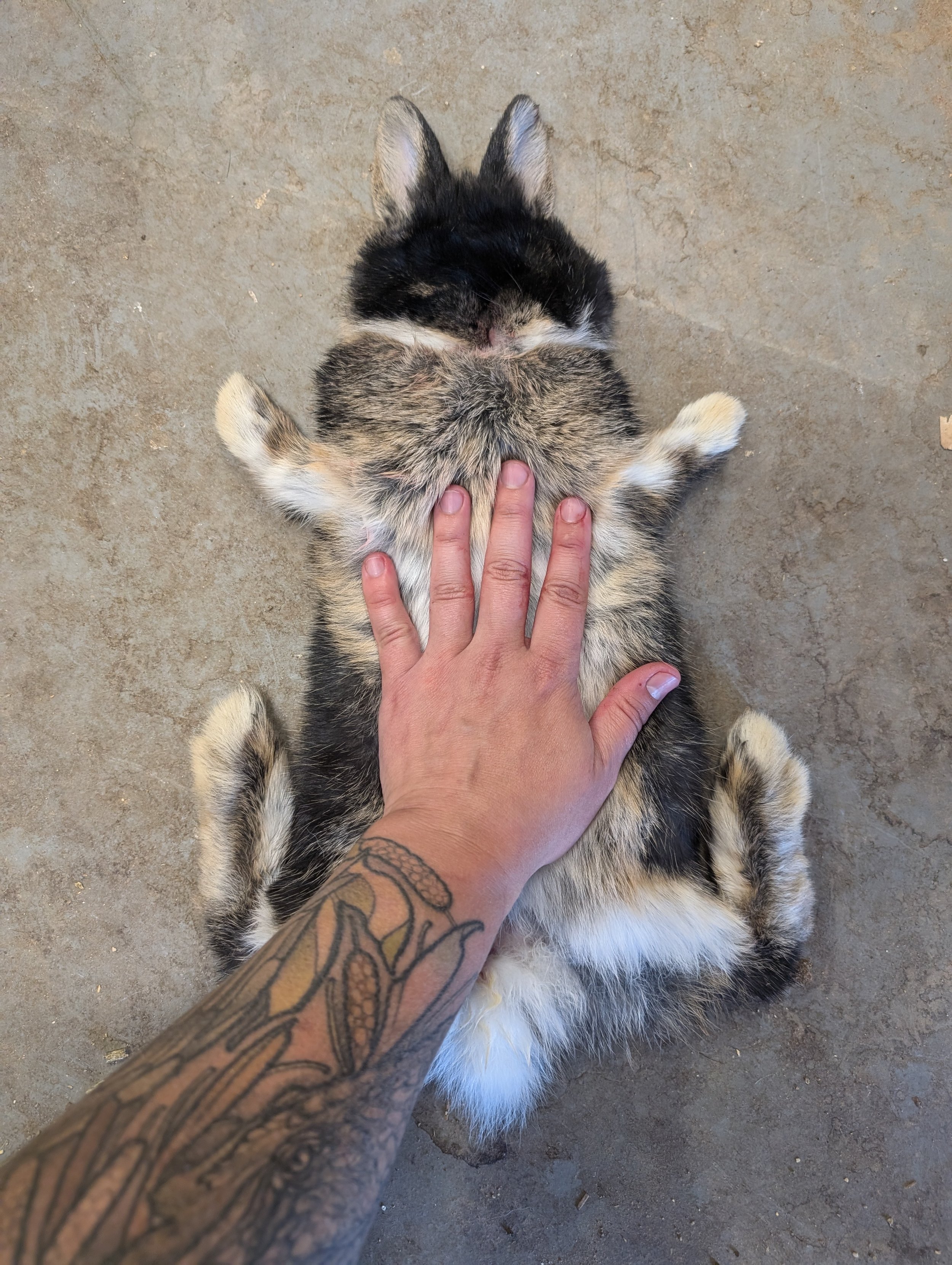 Frozen Whole Rabbit Cape For Taxidermy