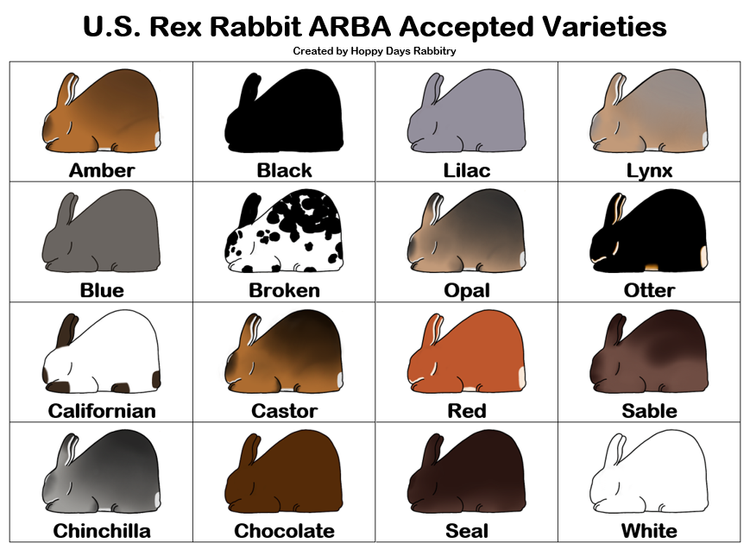 About Rex — Hoppy Days Rabbitry
