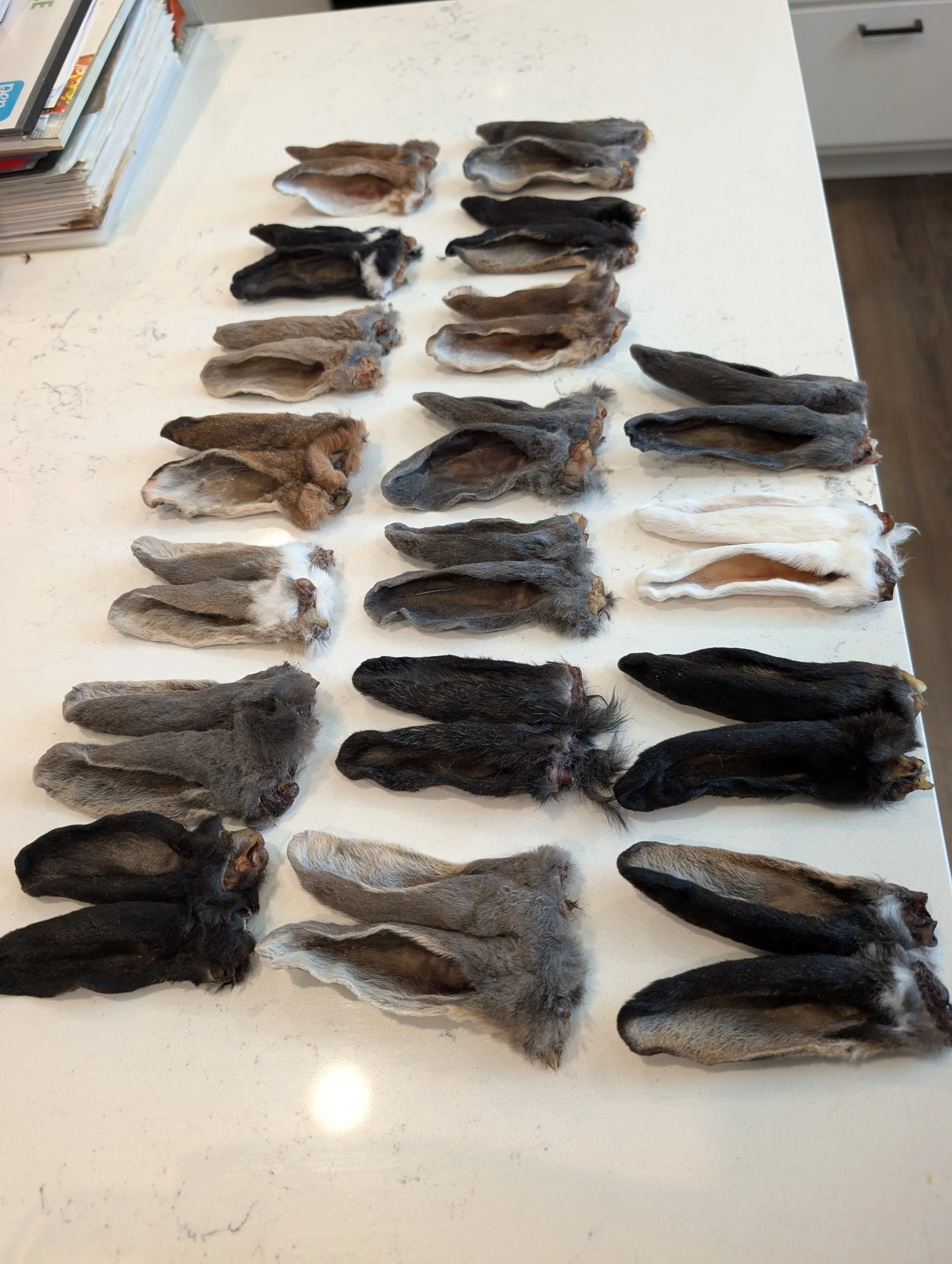 Preserved Rabbit Ears For Crafting