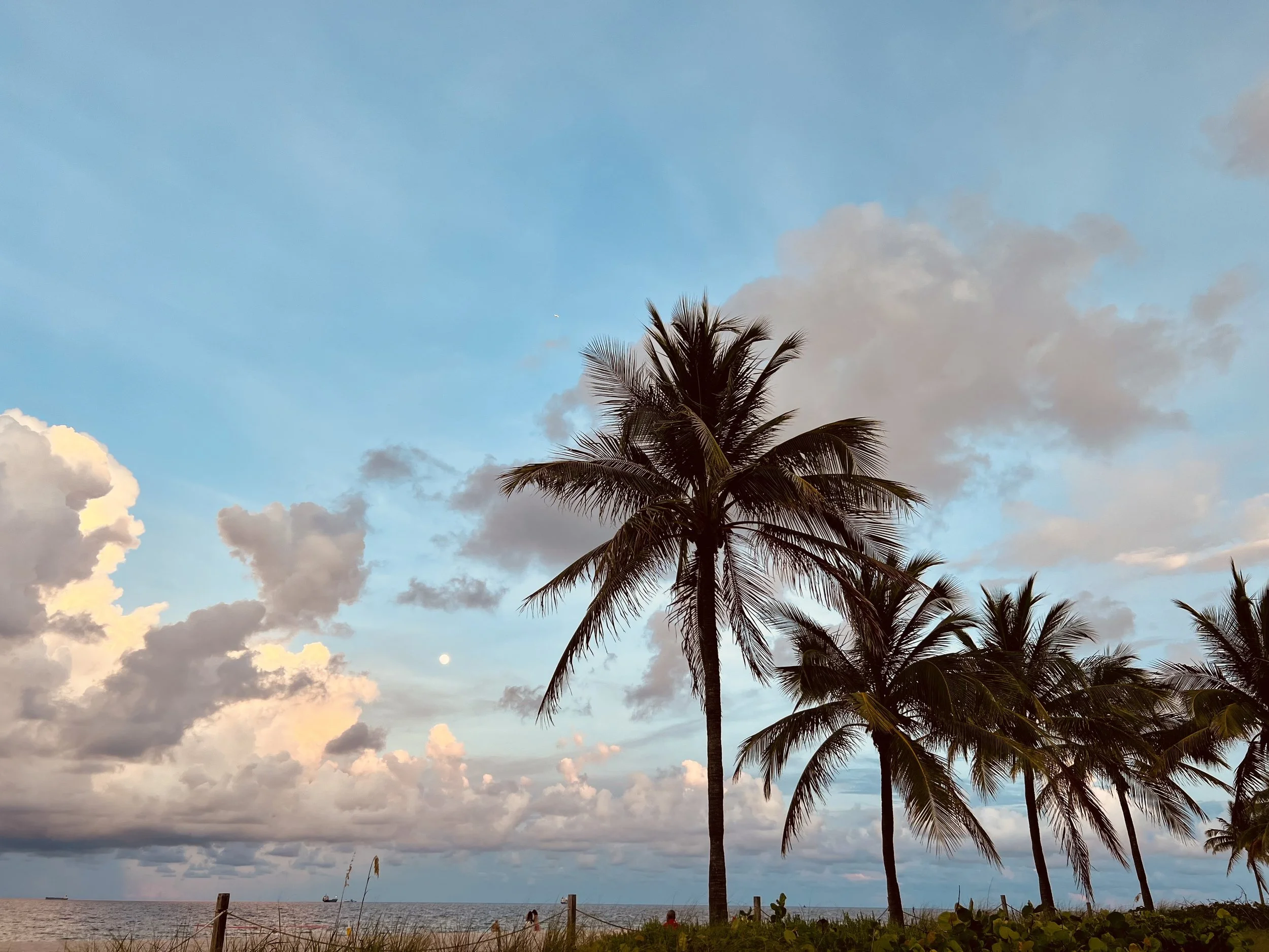 The One About a Palm Tree