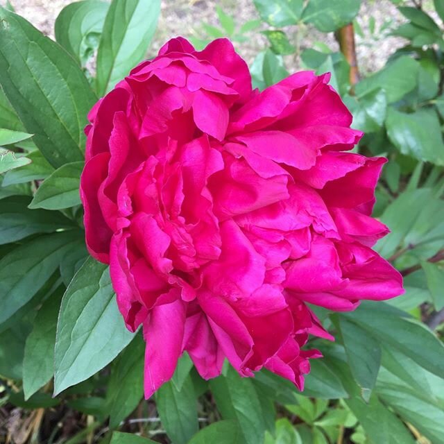 Herbaceous peony @ Markree&rsquo;s garden, open Saturdays over Summer 10am - 4.30pm www.tmag.tas.gov.au/Markree