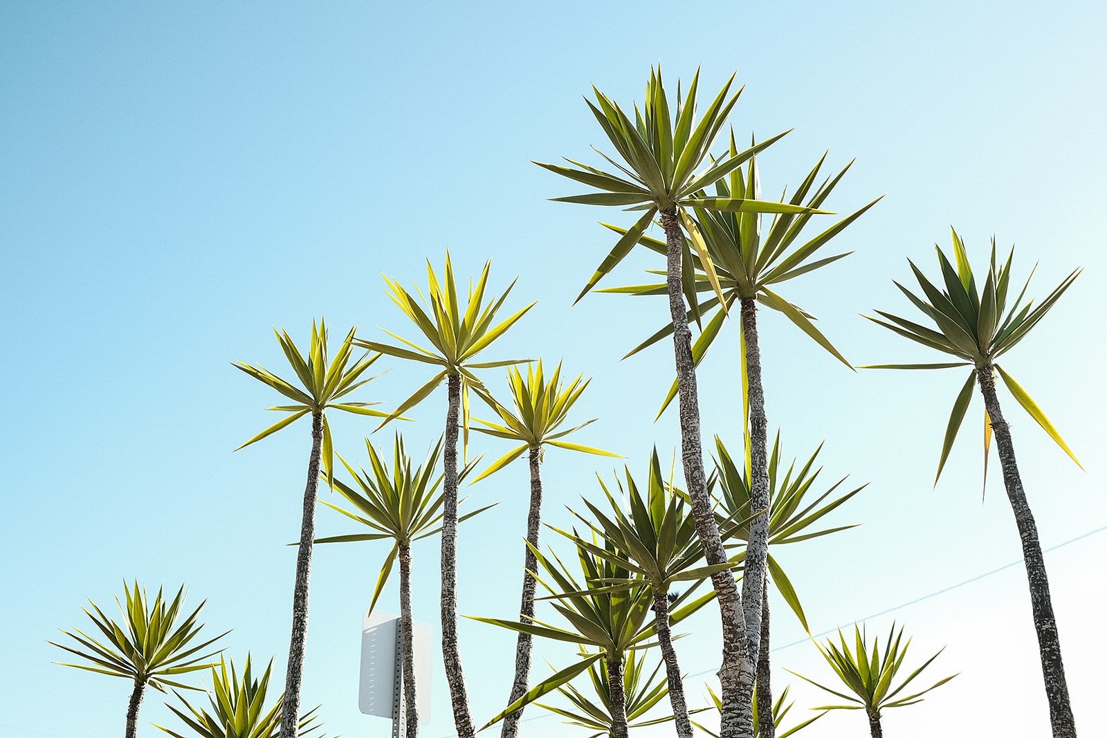 sunshineladyphotography_sandiego-4584.jpg