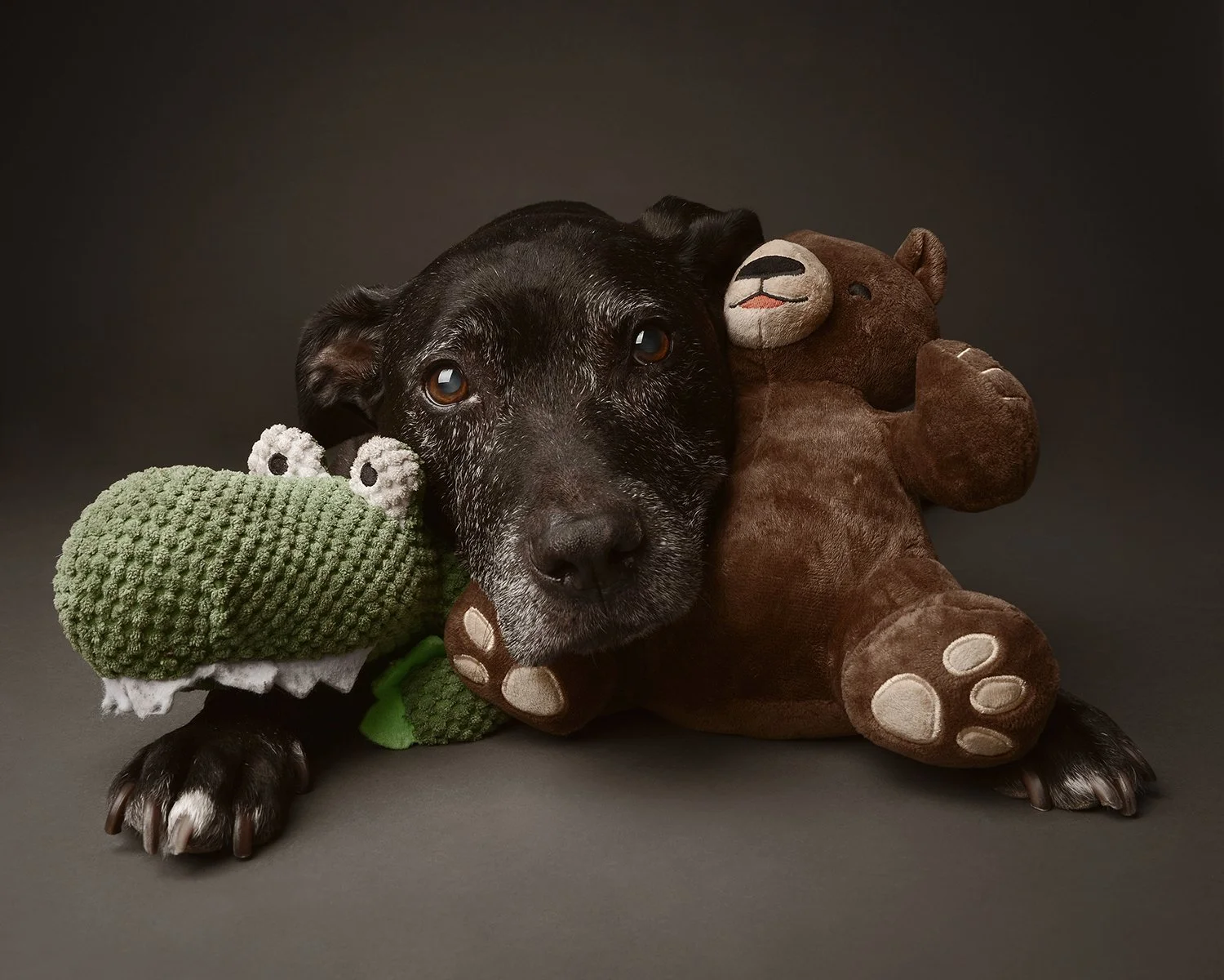 5 Preparation Tips when bringing a Pet to your Family Photoshoot