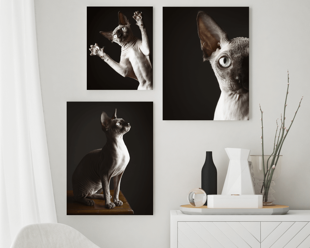 Framed Wall Art_series_pets.png