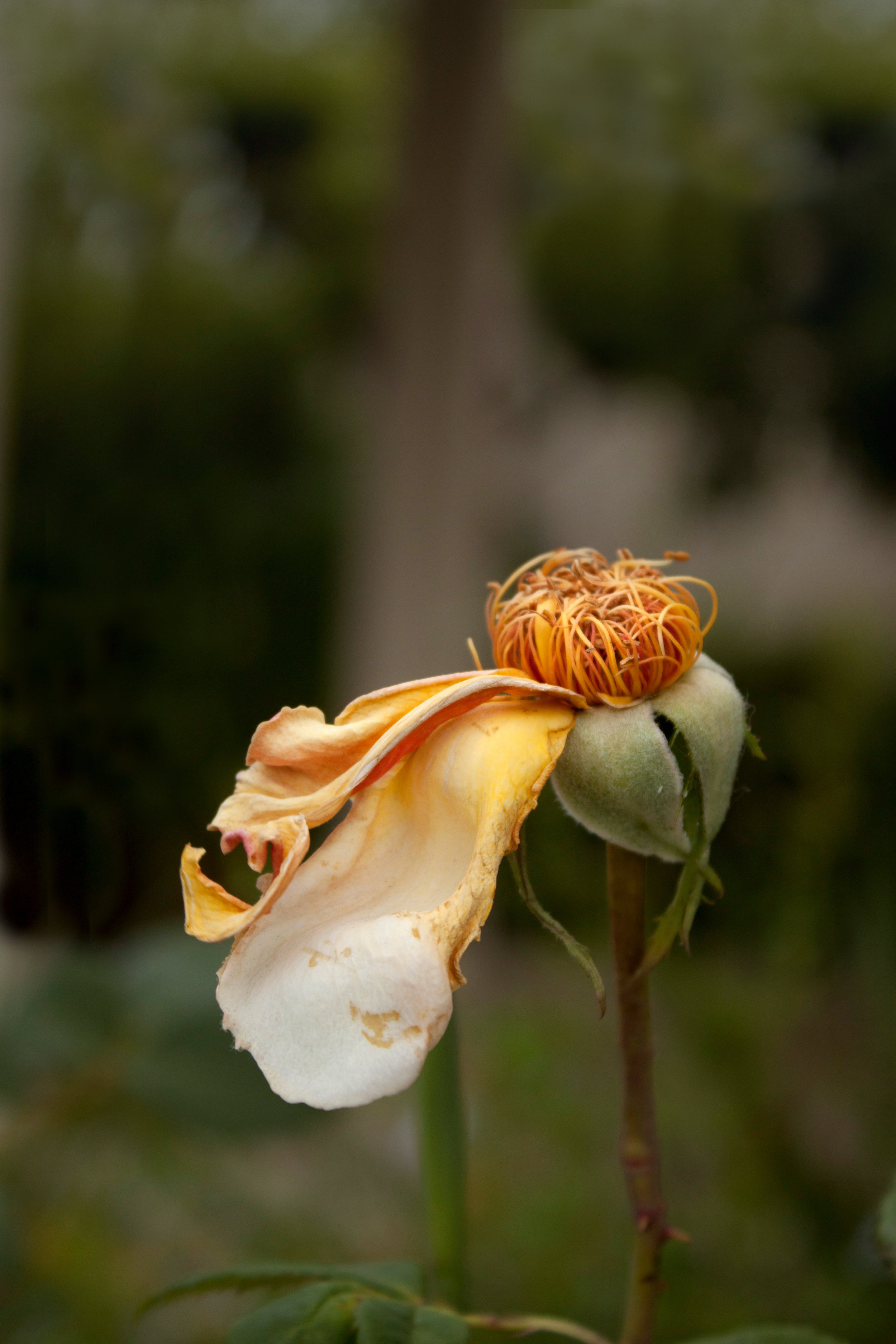 A07_GinC002.jpg