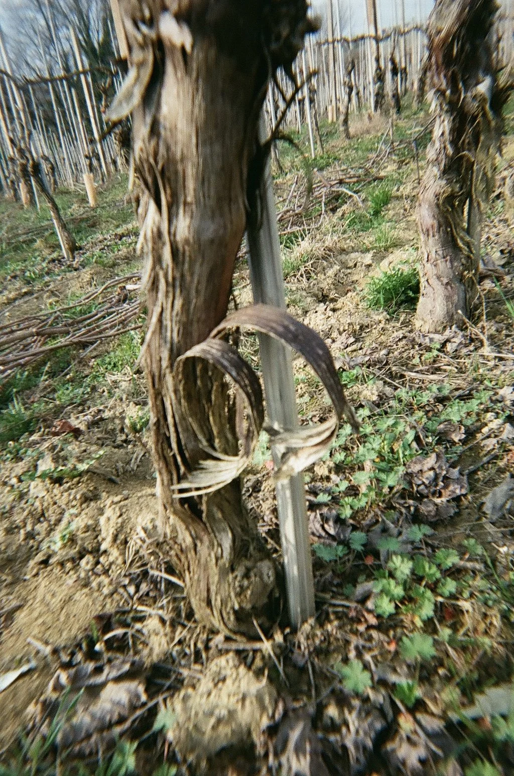 IMG_8104.jpeg