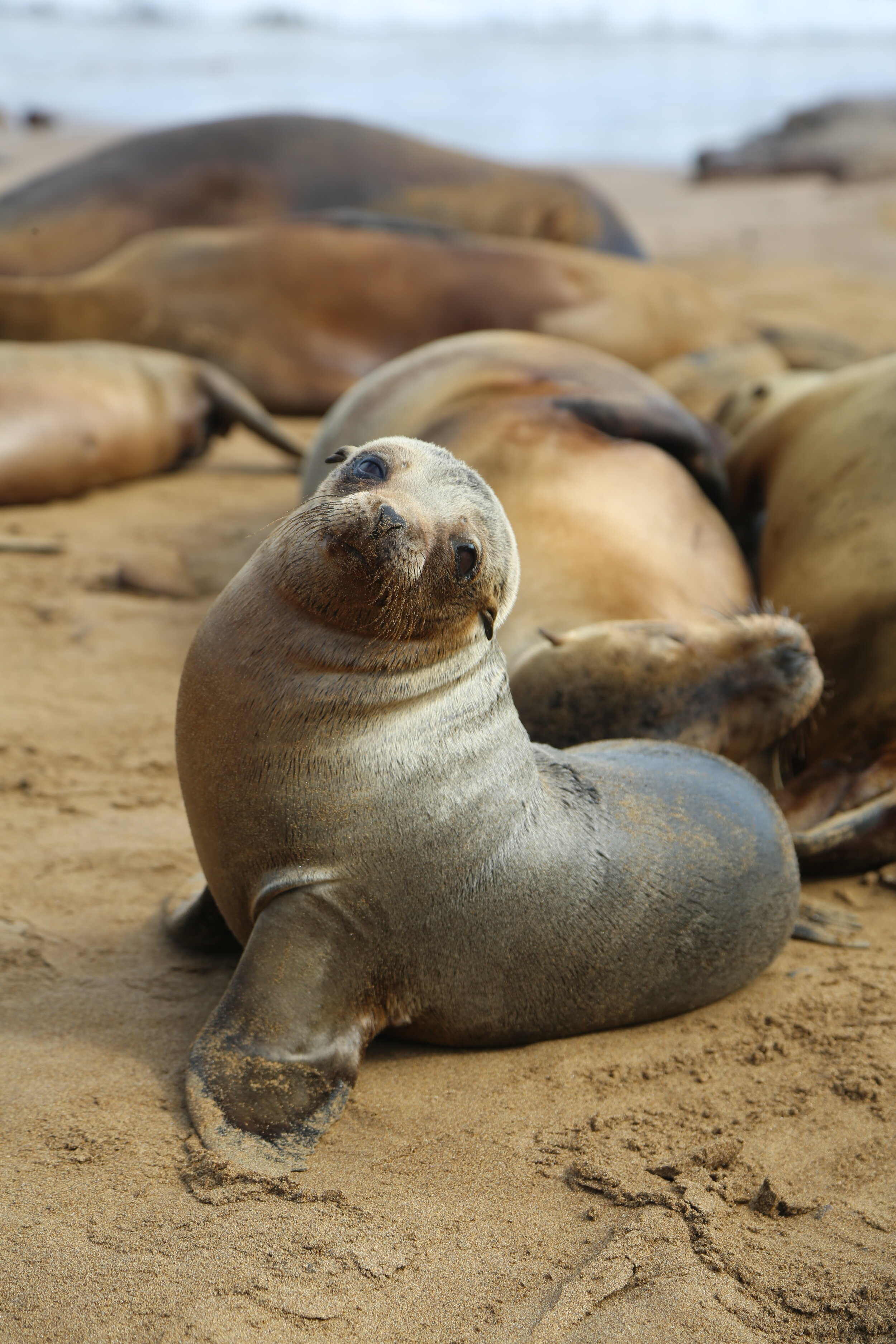 Galapagos