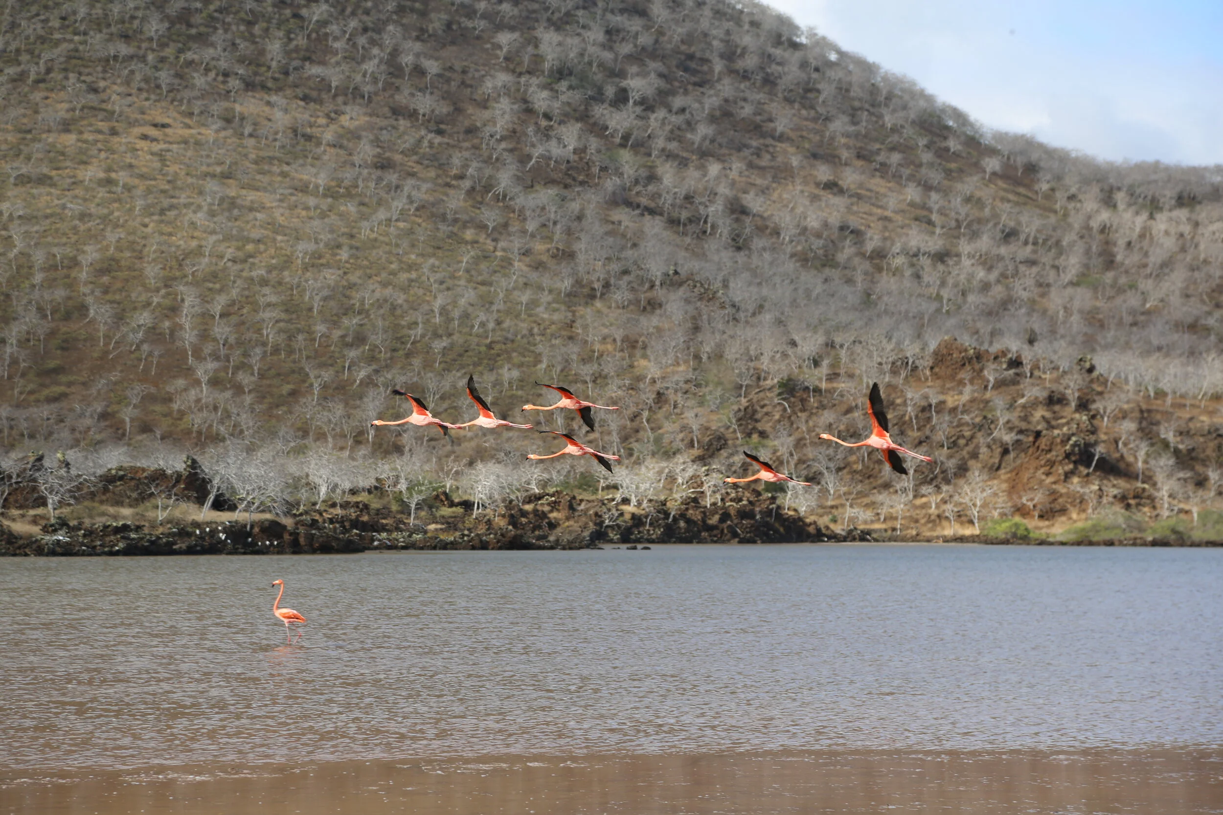 The first time I saw flamingos on the trip. Even though I’ve seen many since, it was a treat to see them flying - they are usually just wading around in the water and rarely put on a show like this