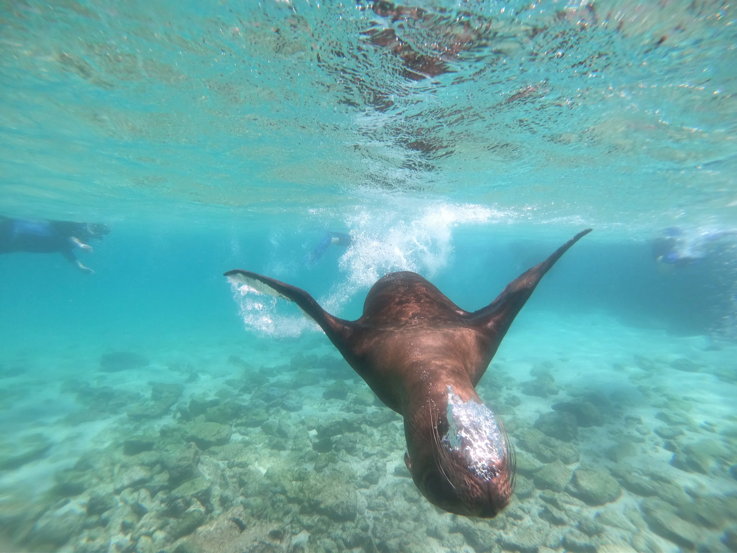 Photo credit: Gertjan - along with all the other underwater photos