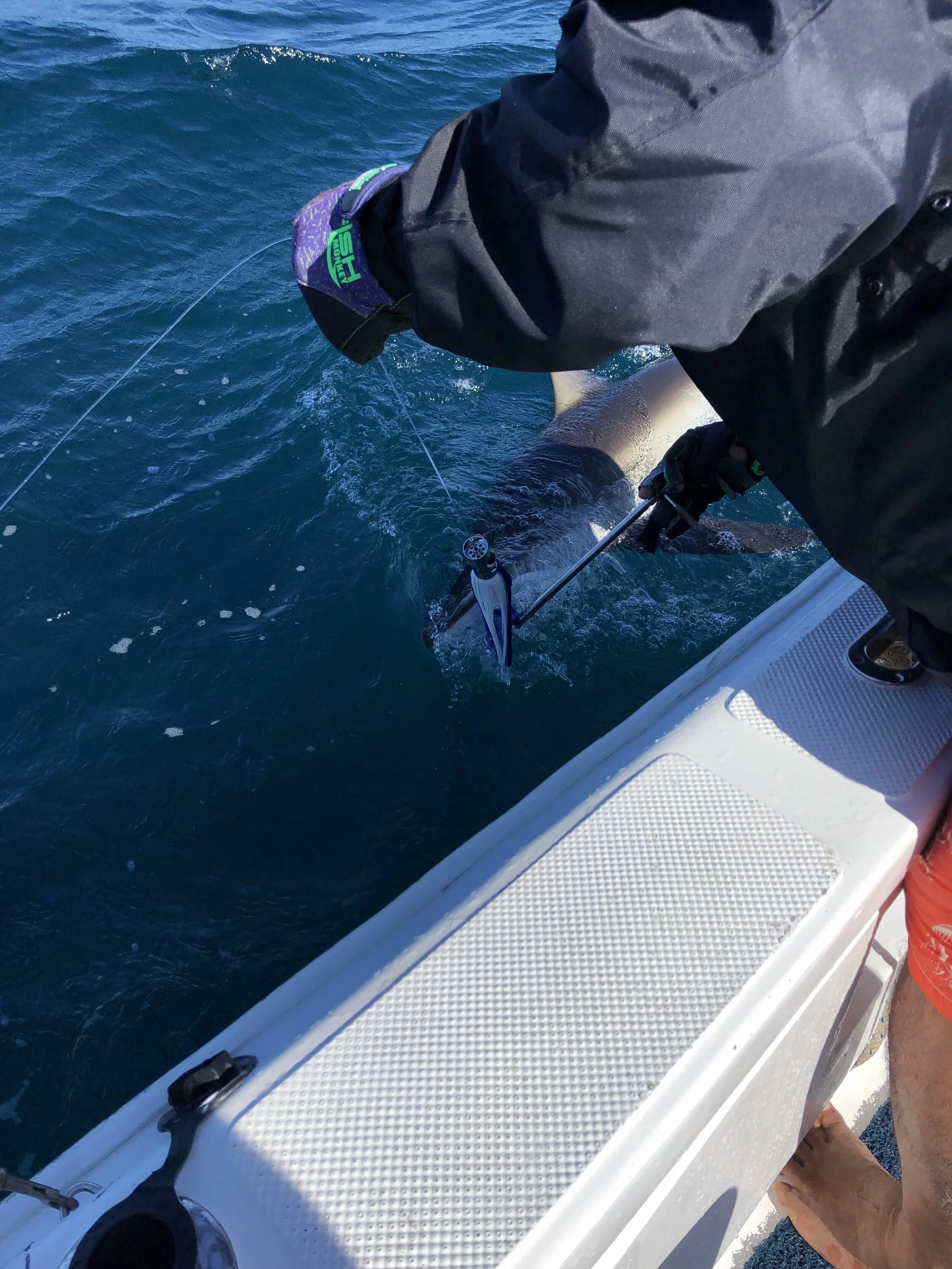 This 5-foot white tipped shark was fun to wrestle in. And caused a bit of chaos when we got him up beside the boat trying to release