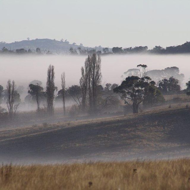 Misty morning. Drummond. #landscape #drummond #cold #environment #centralvictoria #morning #nature #photography
