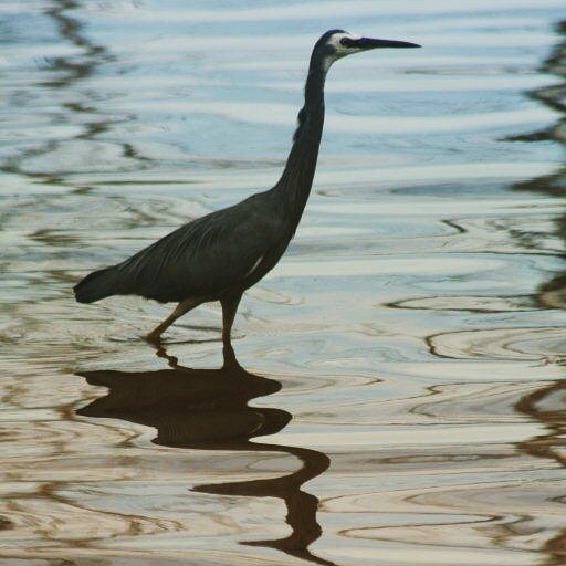 White faced heron. Mallee. #birds #camping #environment #mallee #wetlands #water #victoria #landscape  #nature #murrayriver #lakes #photography