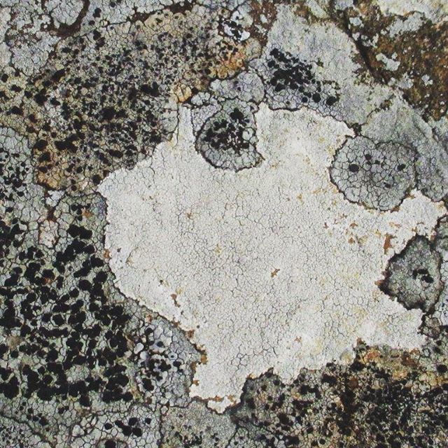 Lichen. Drummond. #photography #environment #drummond #centralvictoria #landscape #nature #lichen #upperloddon #walking