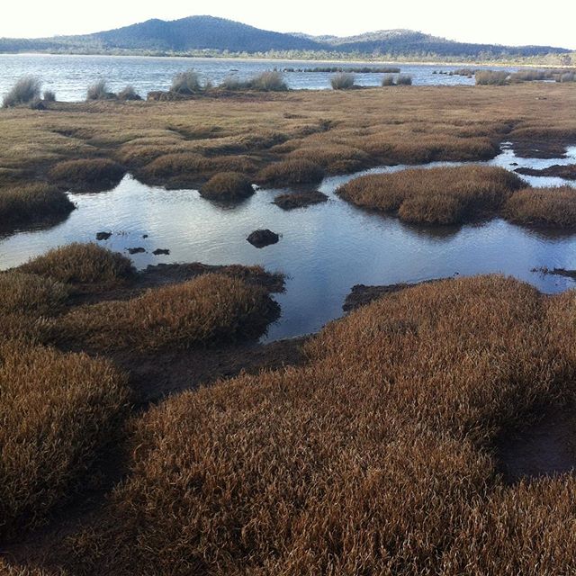 Moulting lagoon. Swan river estuary. Freycinet peninsula. Tasmania.
RAMSAR listed wetland on the Freycinet Peninsula. #tasmania #birds #camping #environment #landscape #estuary #moultinglagoon #freycinet #photography #ramsar #wetlands