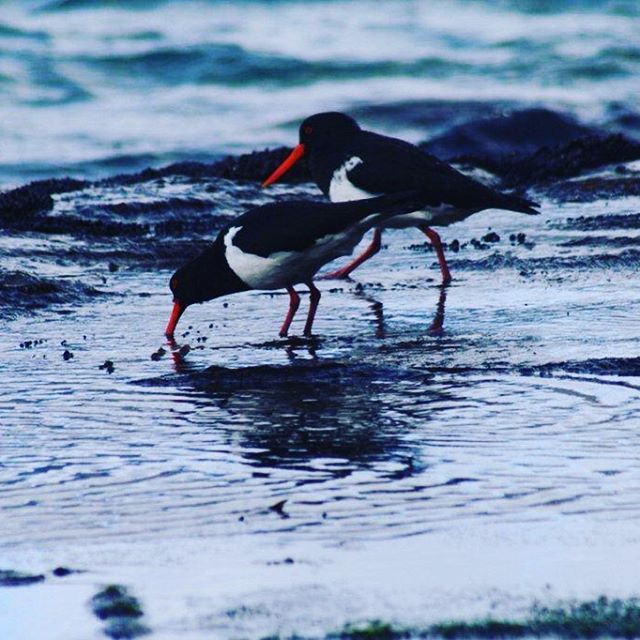Pied oystercatchers. Eaglehawk neck. Tasmania. #camping #eaglehawkneck #birds #environment #landscape #piedoystercatchers #photography #tasmania #tasmanpeninsula #water