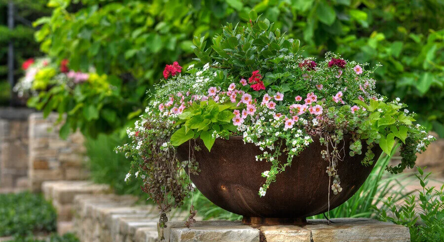 Plants and Flowers Buying Guide