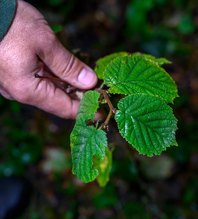 TPRG announces tree planting initiative for all colleagues