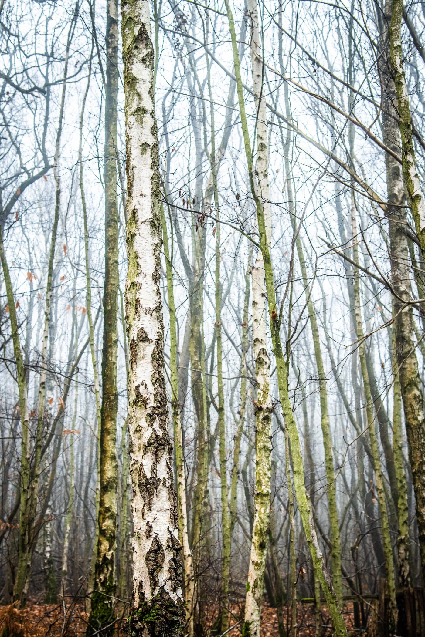 DSC_6210.jpg