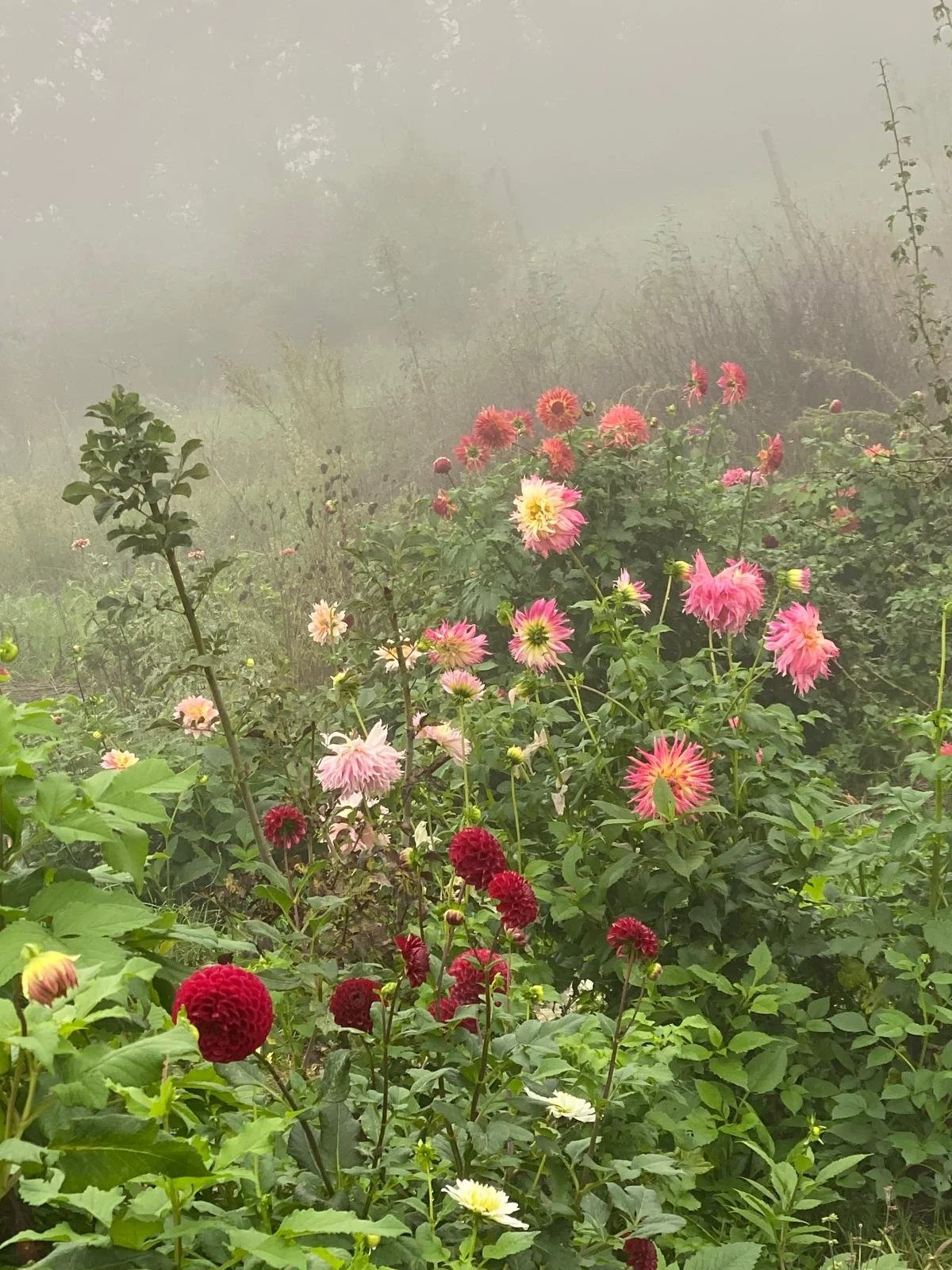 02919bcd-1138-436e-9ea4-423fca9da5de 2.JPG