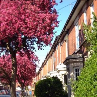 Statham Street’s Trees