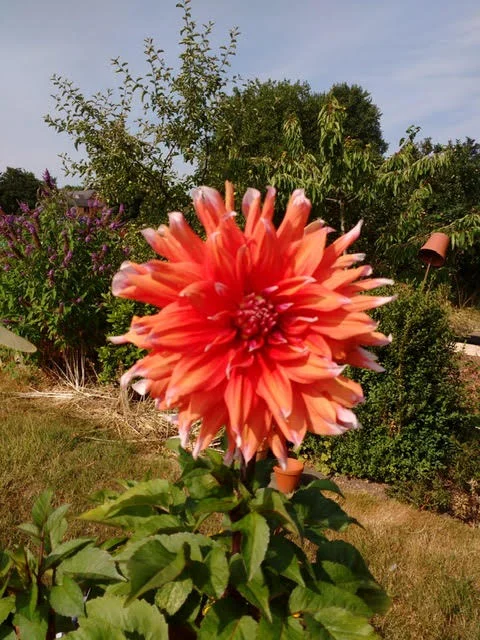 flower.jpg