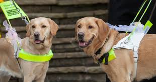 from Guide Dogs for the Blind