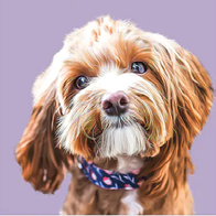 SplattrArt &amp; ScrattchArt