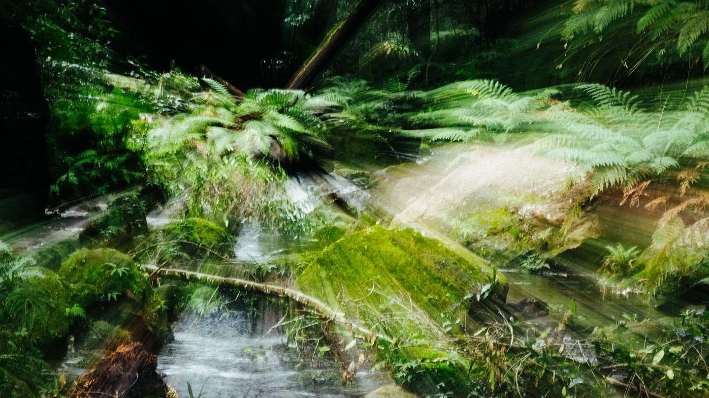 Rainforest in the storm

#landscape #rainforests #canonanz #canonr5 #bluemountains #grandcanyonnsw #blackheath  #longexposures #outdoors #sydney