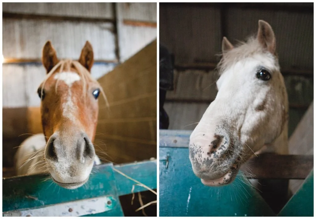lifestyle-animal-horse-portrait_0008-1024x712.jpg