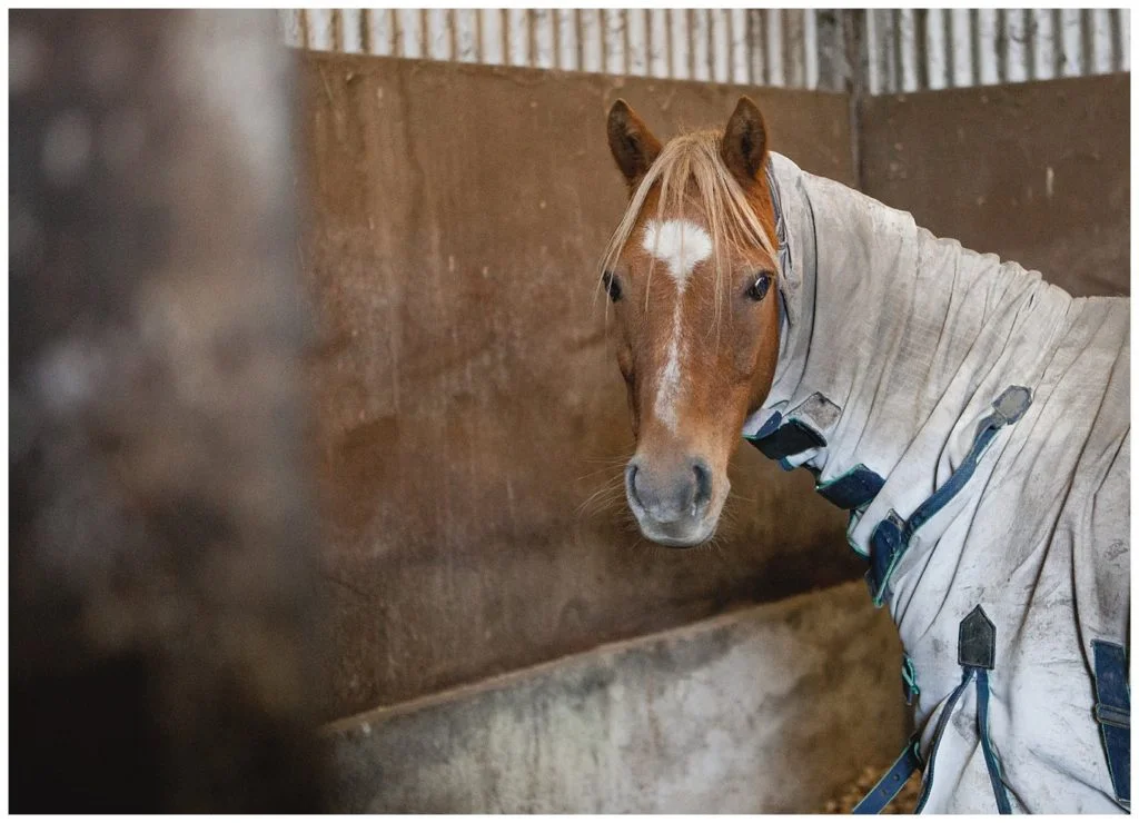 lifestyle-animal-horse-portrait_0007-1024x740.jpg
