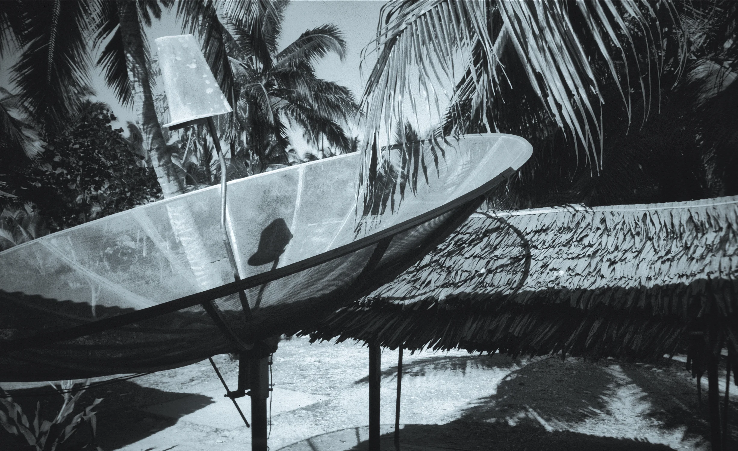 duncantelford_dish&palms.2.jpg