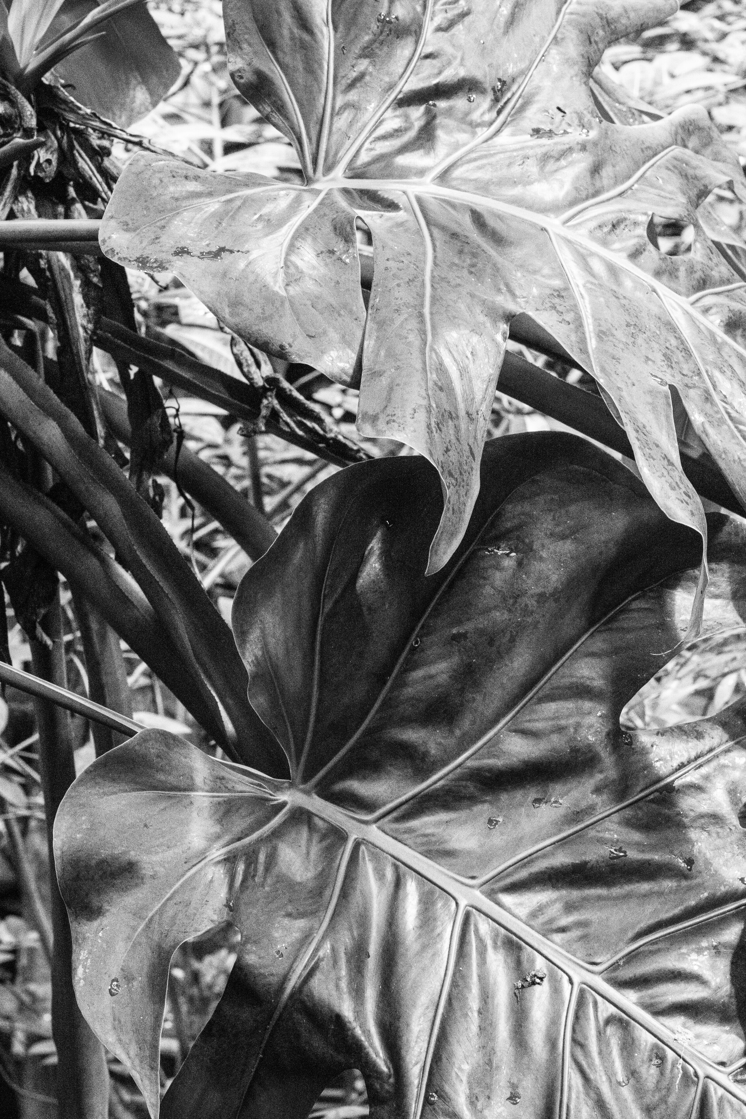MONSTERA B&W.jpg