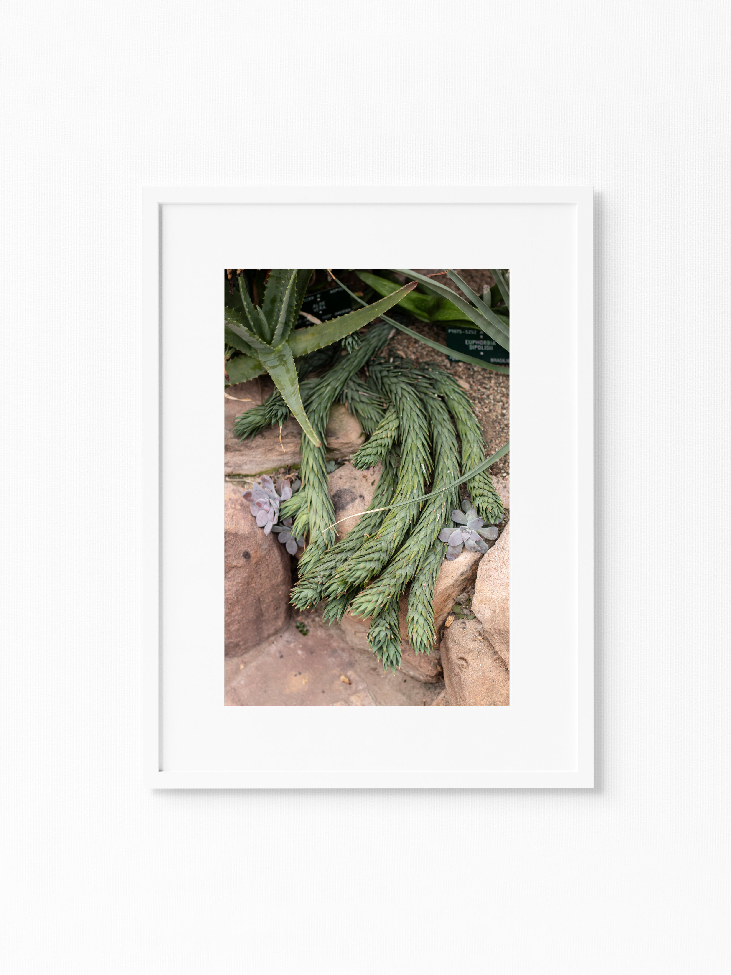 CACTUS HOUSE.jpg