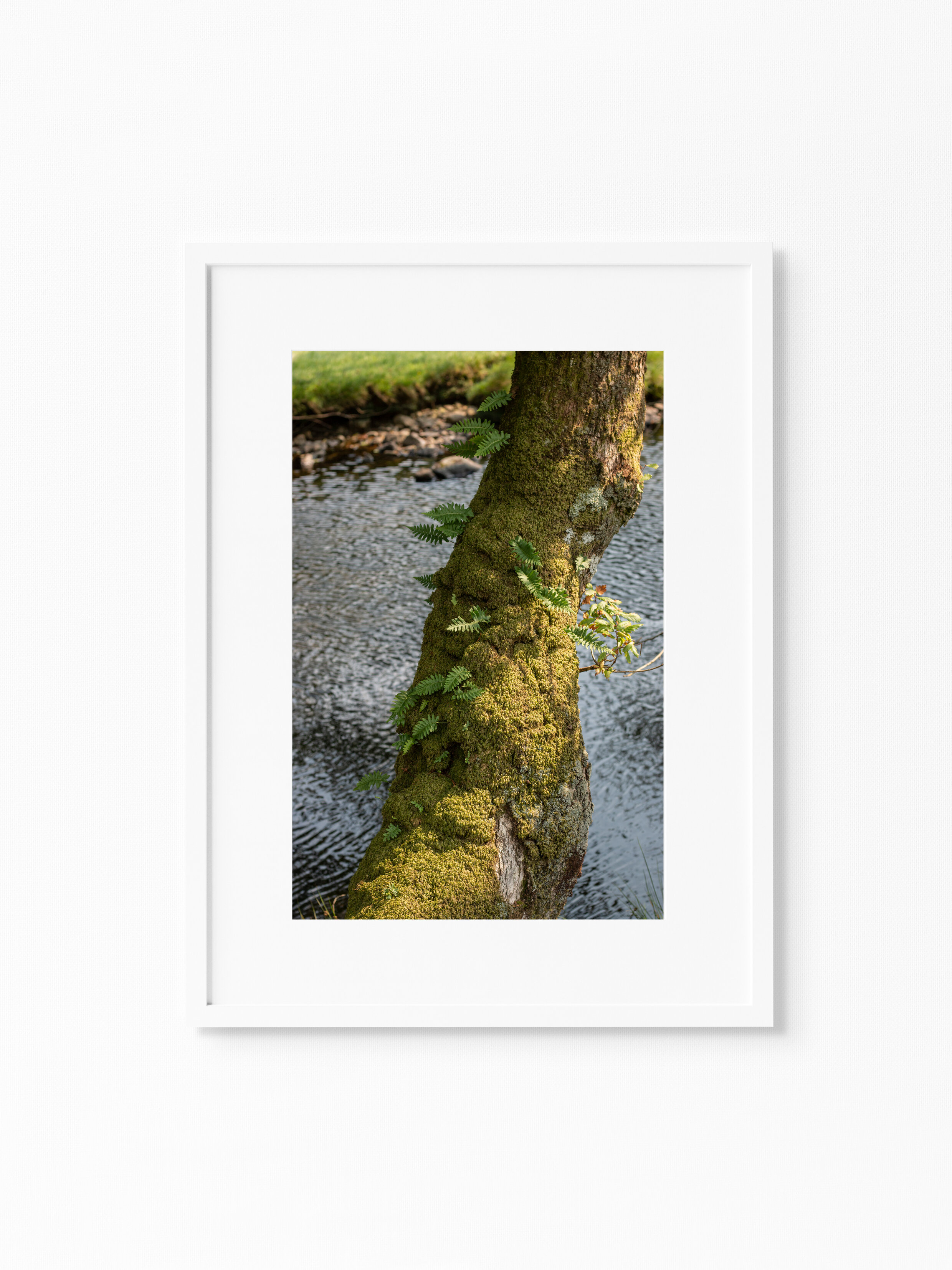 MOSS AND FERNS.jpg