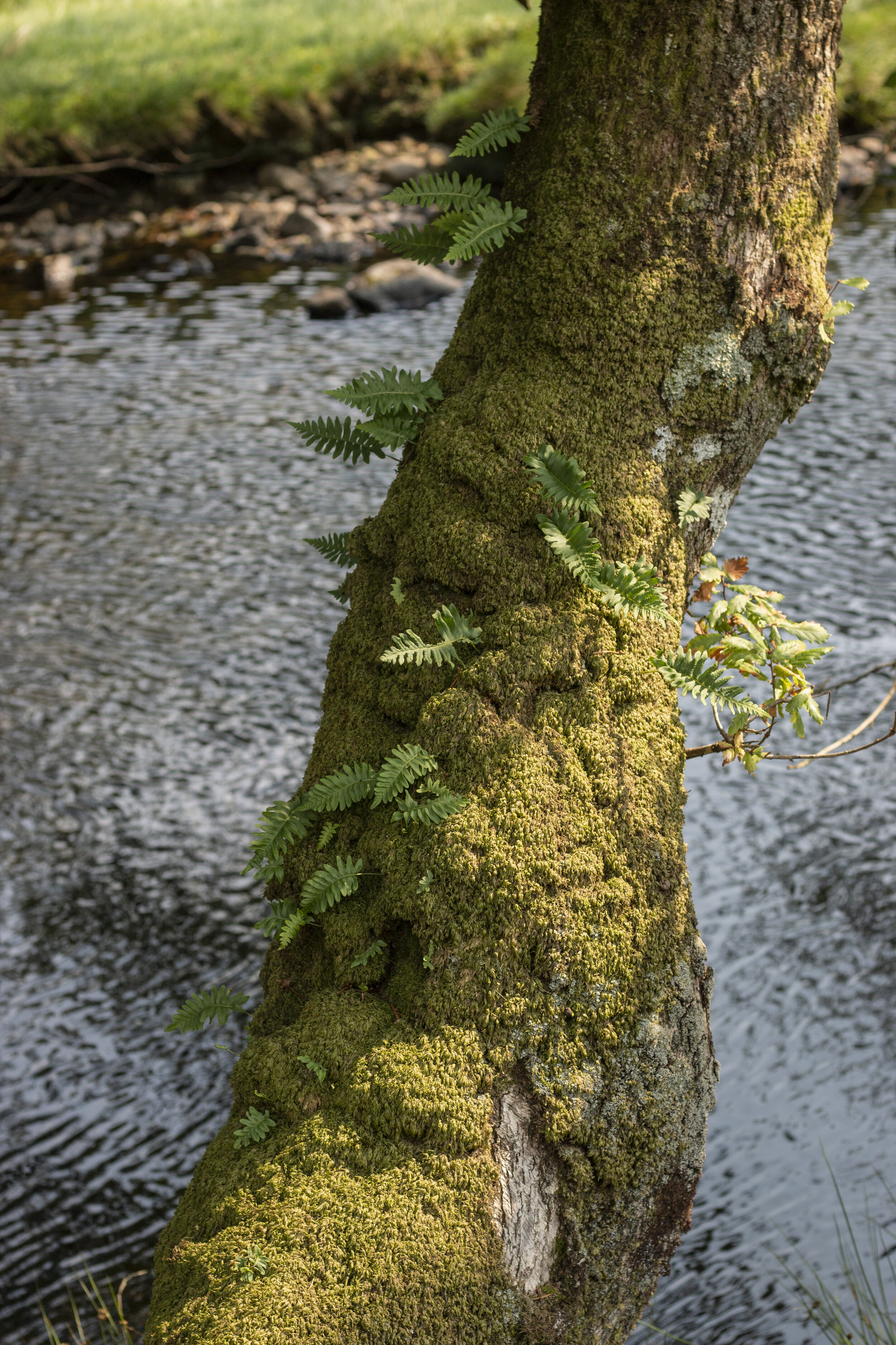 FERNS AND MOSS.jpg