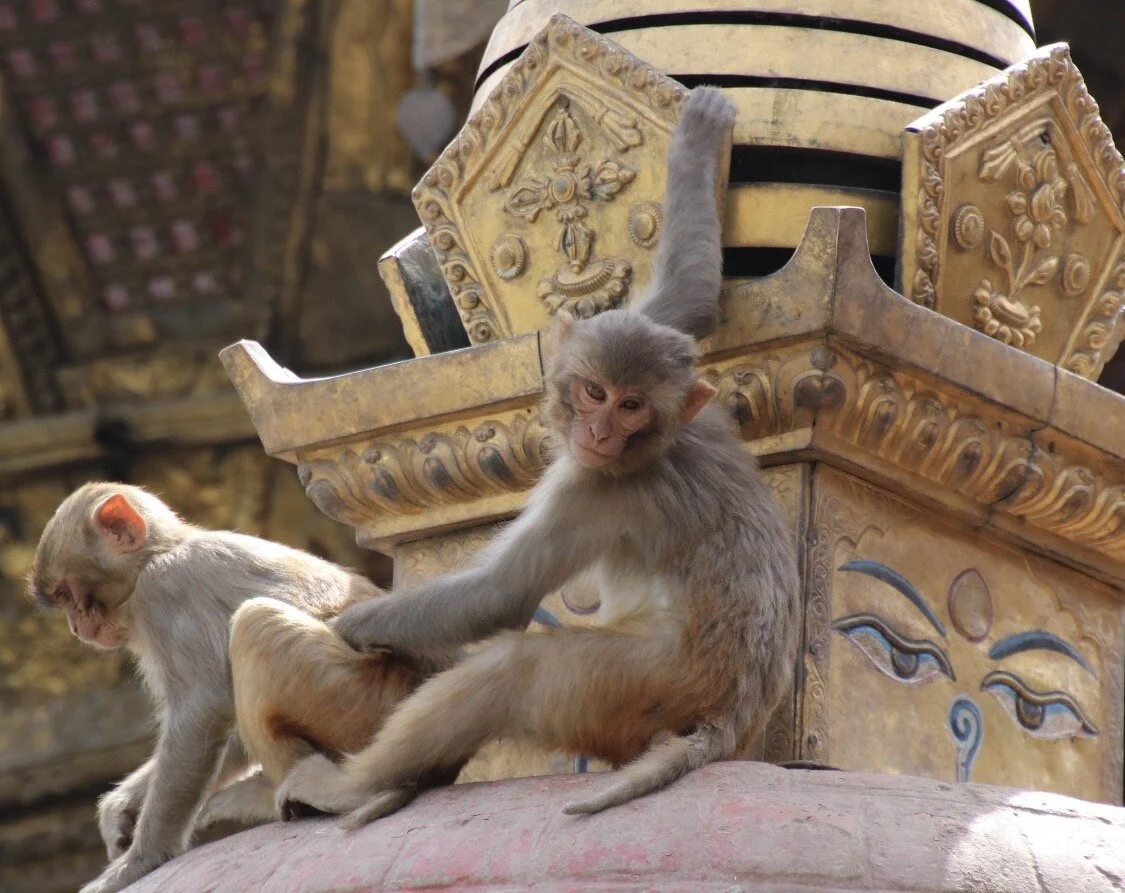 En appetittvekker for livet