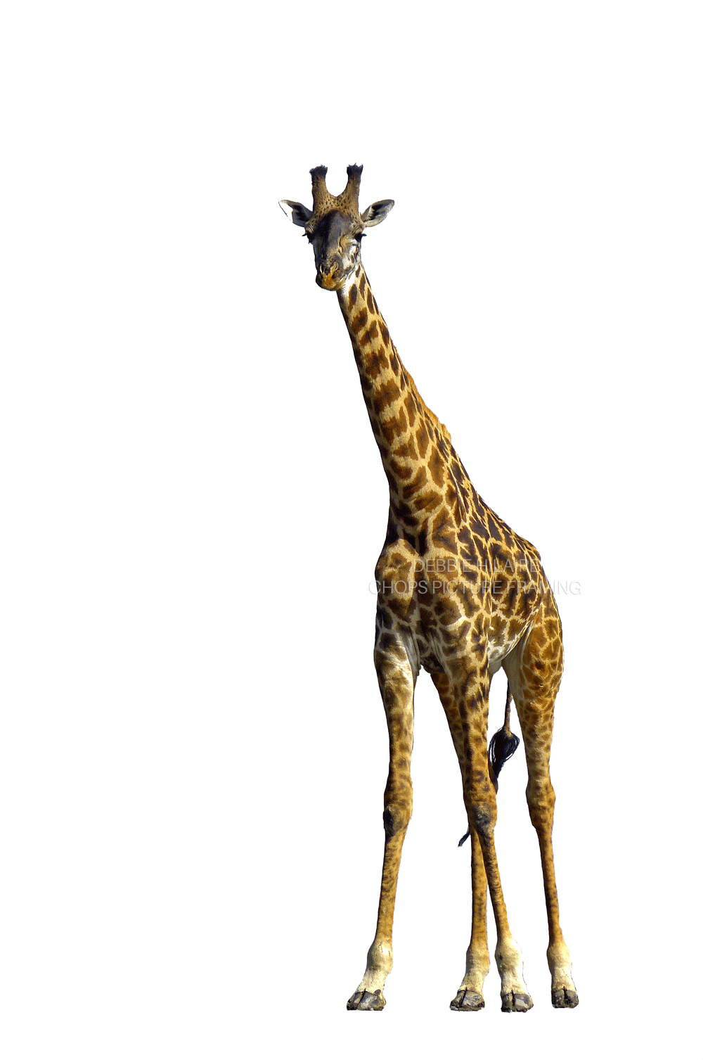 Giraffe Tanzania