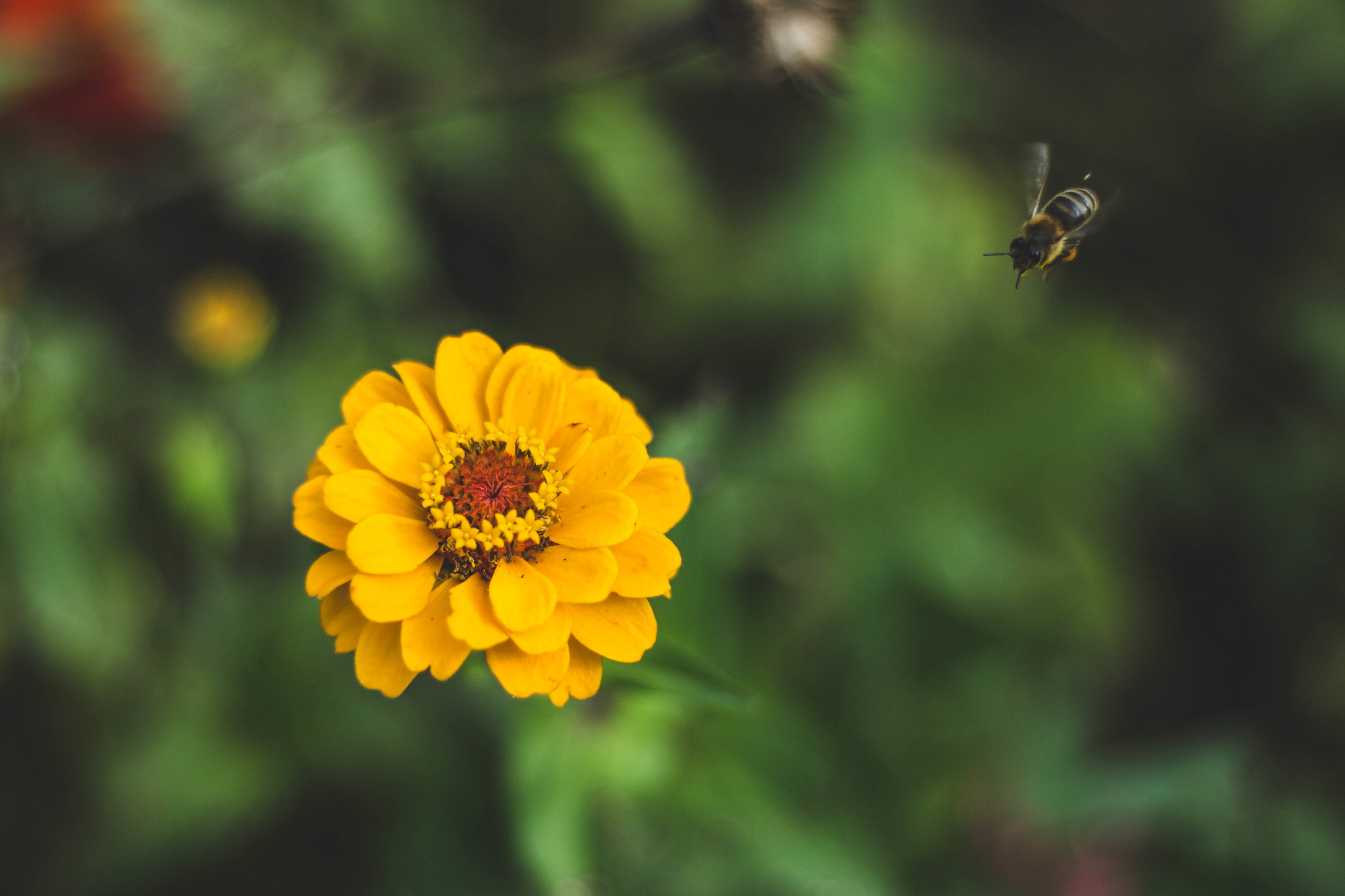 Zinnias
