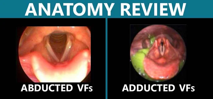 anatomyreview.jpg