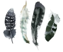 feathers2.jpg