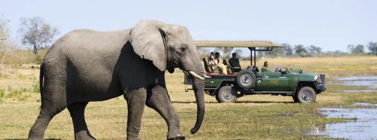 game-drive-zarafa-zibadianja-camp-selinda-game-reserve-botswana-25.jpg