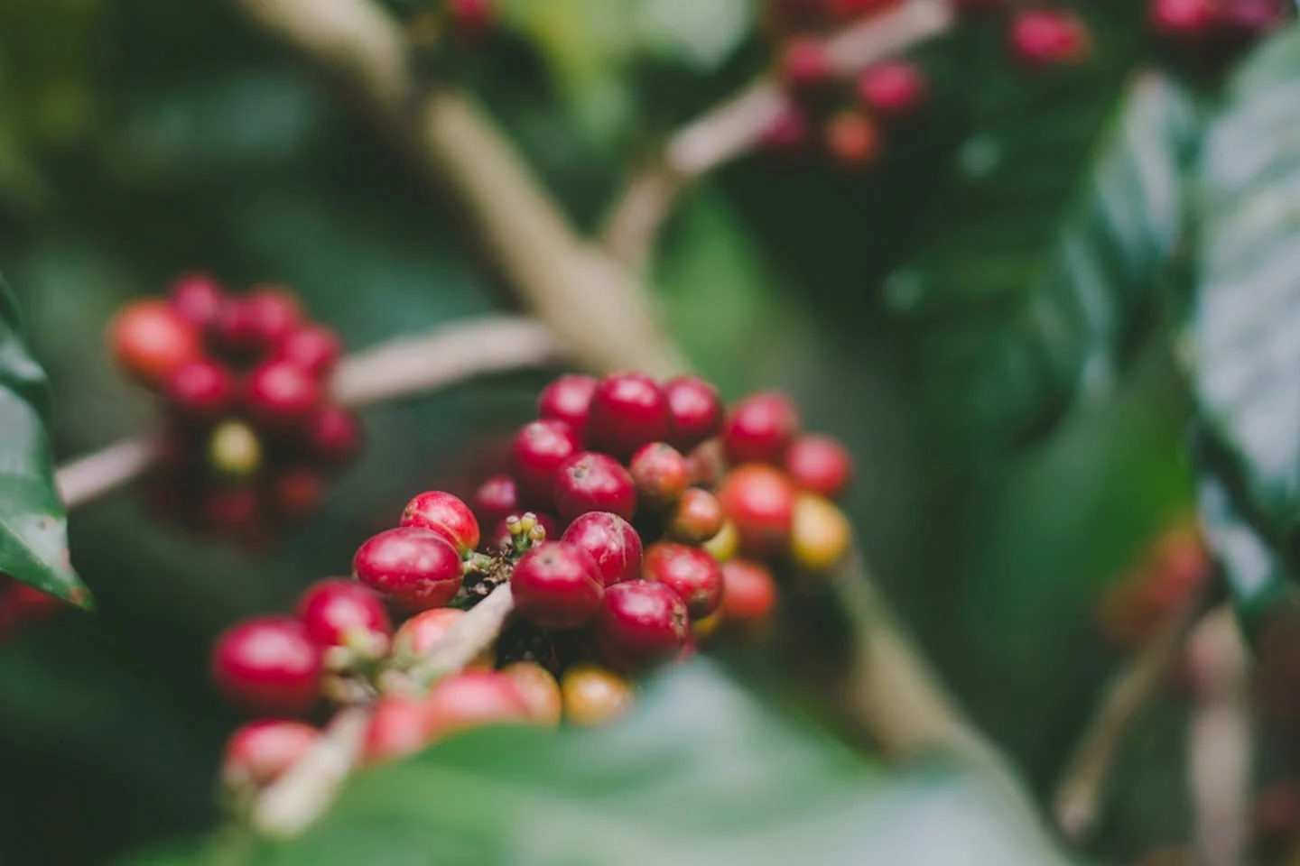 Les bienfaits de la cascara