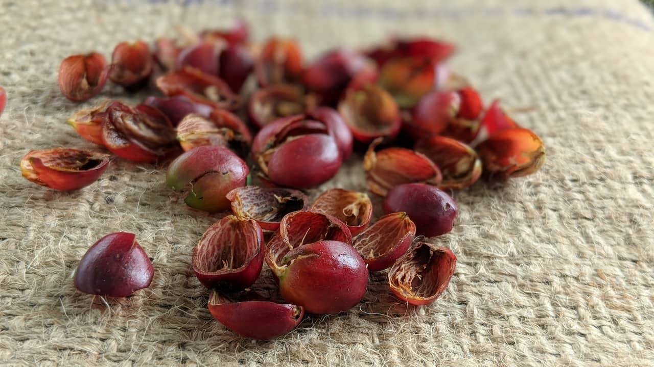 Qu'est ce que la Cascara ?