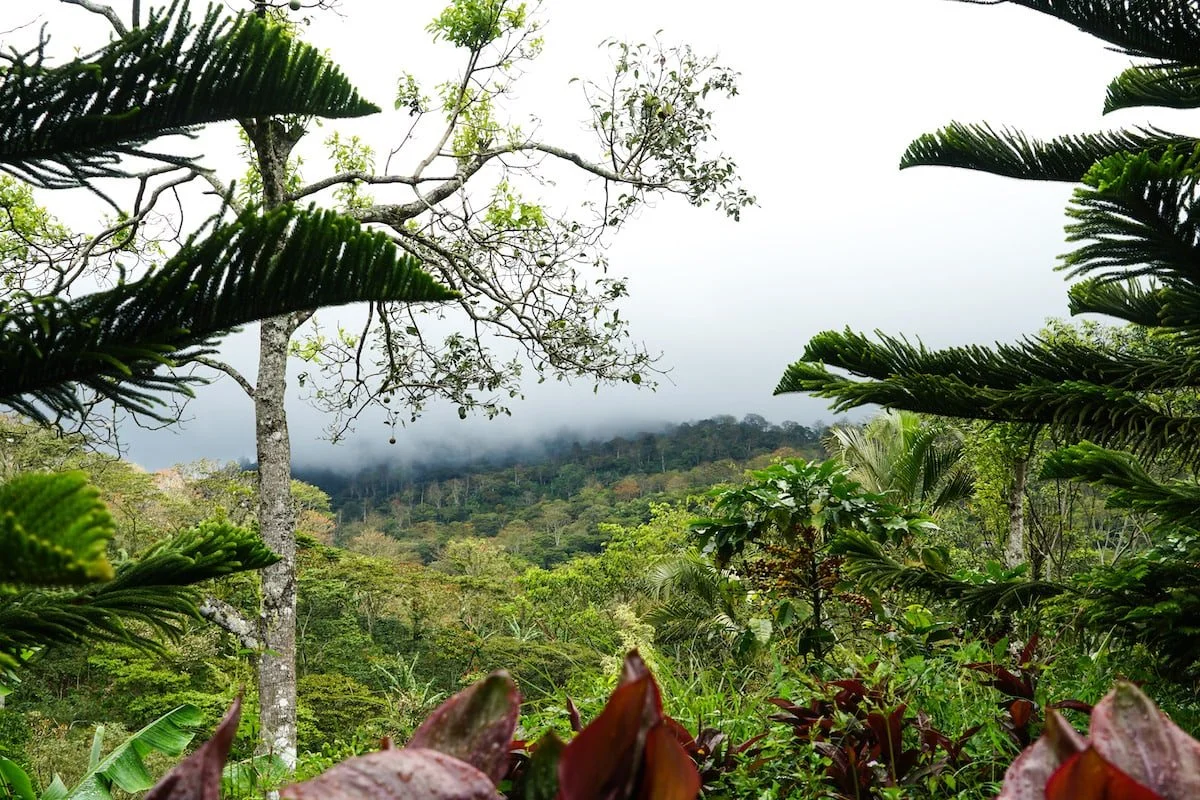 cafeimportsnicaragua-19.jpg